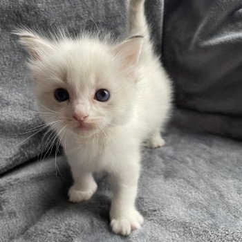 Amour De La Croisette Femelle Ragdoll
