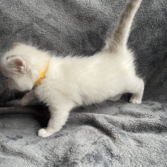 chaton Ragdoll tabby point & blanc jaune Les Ragdolls de la Croisette