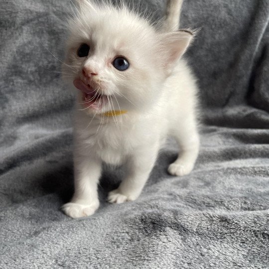 chaton Ragdoll tabby point & blanc jaune Les Ragdolls de la Croisette
