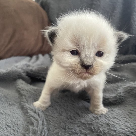 chaton Ragdoll Jaune Les Ragdolls de la Croisette