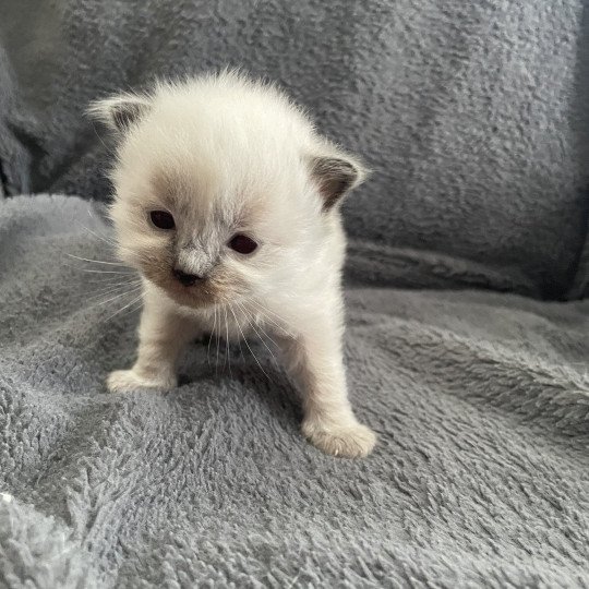 chaton Ragdoll Jaune Les Ragdolls de la Croisette
