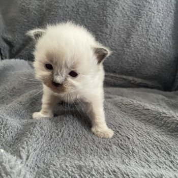 chaton Ragdoll Jaune Les Ragdolls de la Croisette chaton Ragdoll Jaune Les Ragdolls de la Croisette