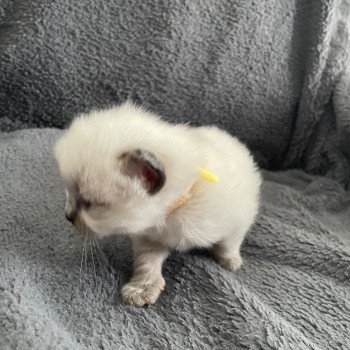 chaton Ragdoll Jaune Les Ragdolls de la Croisette chaton Ragdoll Jaune Les Ragdolls de la Croisette