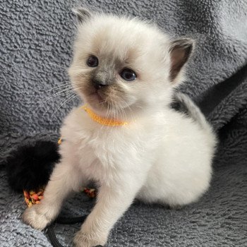 chaton Ragdoll seal point Jaune Les Ragdolls de la Croisette chaton Ragdoll seal point Jaune Les Ragdolls de la Croisette