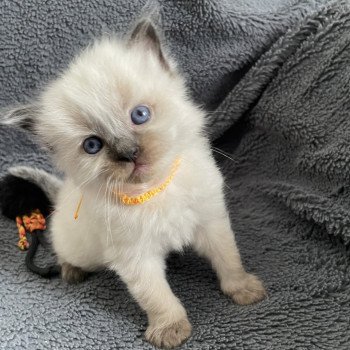 chaton Ragdoll seal point Jaune Les Ragdolls de la Croisette chaton Ragdoll seal point Jaune Les Ragdolls de la Croisette
