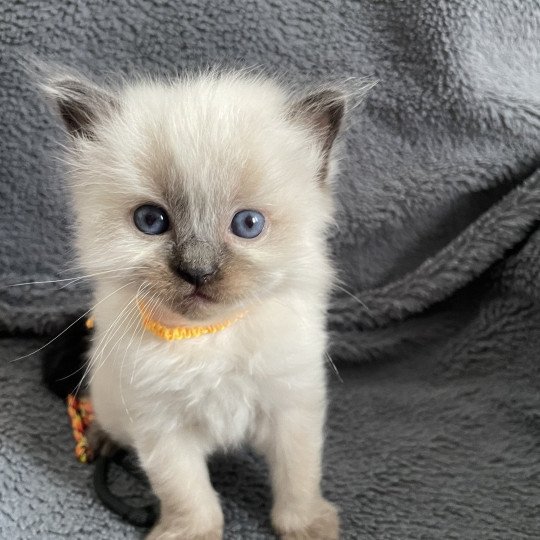 chaton Ragdoll seal point Jaune Les Ragdolls de la Croisette