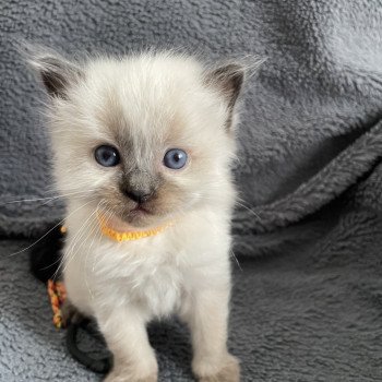 chaton Ragdoll seal point Jaune Les Ragdolls de la Croisette chaton Ragdoll seal point Jaune Les Ragdolls de la Croisette