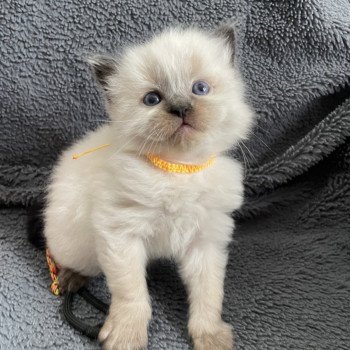 Anksunamon JAUNE De La Croisette Femelle Ragdoll