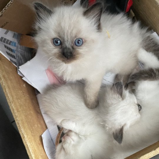 chaton Ragdoll seal point Anksunamon JAUNE Les Ragdolls de la Croisette