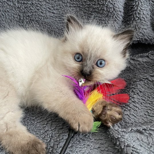 chaton Ragdoll seal point Anksunamon JAUNE Les Ragdolls de la Croisette