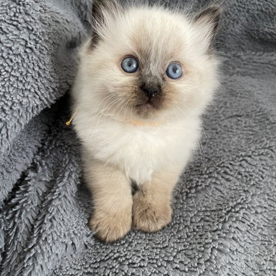 chaton Ragdoll seal point Anksunamon JAUNE Les Ragdolls de la Croisette