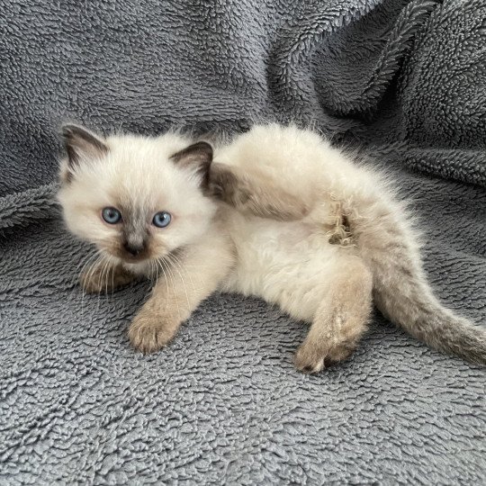 chaton Ragdoll seal point Anksunamon JAUNE Les Ragdolls de la Croisette
