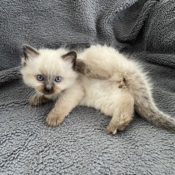 chaton Ragdoll seal point Anksunamon JAUNE Les Ragdolls de la Croisette