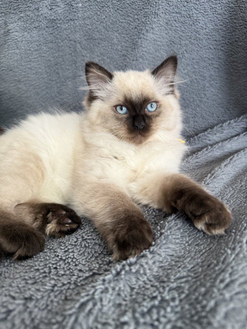 Anksunamon De La Croisette Femelle Ragdoll