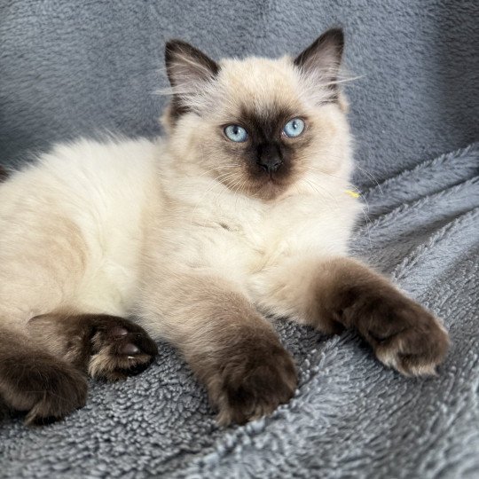 Anksunamon JAUNE De La Croisette Femelle Ragdoll