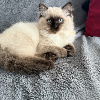 chaton Ragdoll seal point Anksunamon JAUNE Les Ragdolls de la Croisette