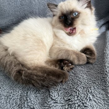 chaton Ragdoll seal point Anksunamon JAUNE Les Ragdolls de la Croisette