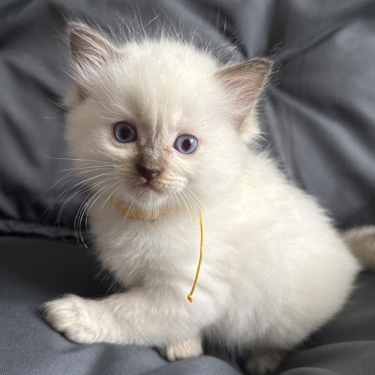 chaton Ragdoll Jaune Les Ragdolls de la Croisette