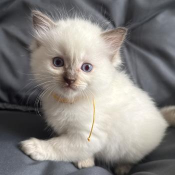 chaton Ragdoll Jaune Les Ragdolls de la Croisette