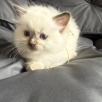 chaton Ragdoll Jaune Les Ragdolls de la Croisette