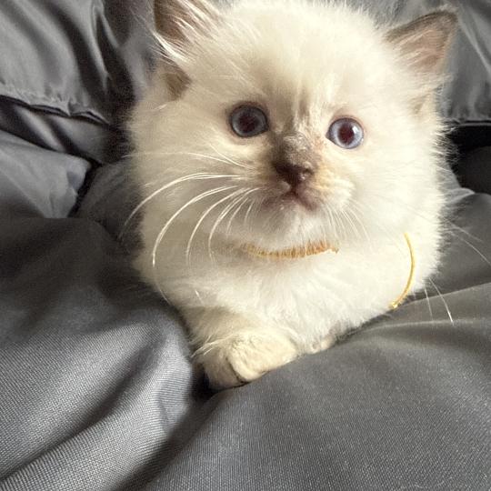 chaton Ragdoll Jaune Les Ragdolls de la Croisette