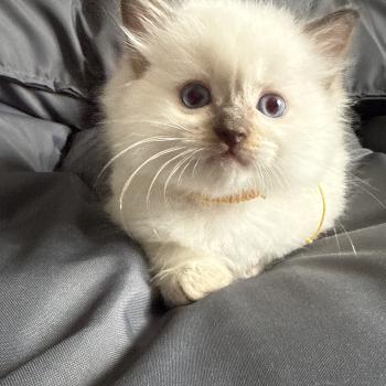 chaton Ragdoll Jaune Les Ragdolls de la Croisette