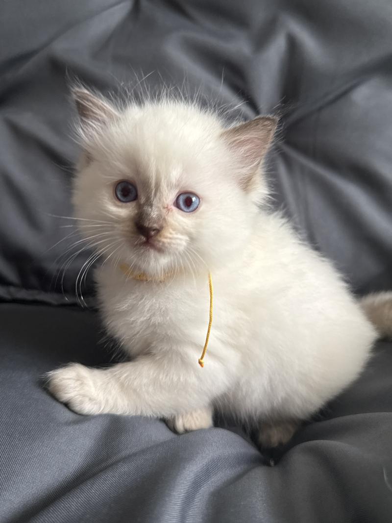 Jaune De La Croisette Femelle Ragdoll