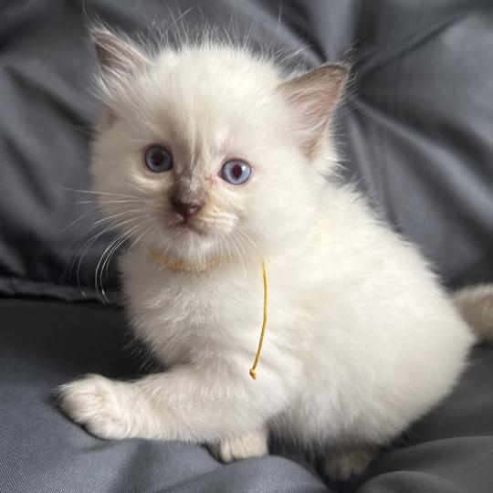 chaton Ragdoll Jaune Les Ragdolls de la Croisette
