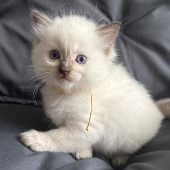 chaton Ragdoll Jaune Les Ragdolls de la Croisette