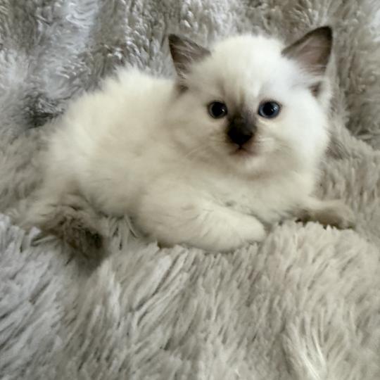 chaton Ragdoll chocolate point mitted Bahia Jaune Les Ragdolls de la Croisette