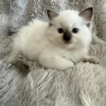 chaton Ragdoll chocolate point mitted Bahia Jaune Les Ragdolls de la Croisette