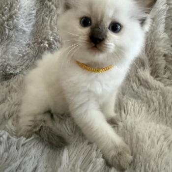chaton Ragdoll chocolate point mitted Bahia Jaune Les Ragdolls de la Croisette