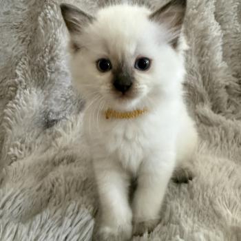 chaton Ragdoll chocolate point mitted Bahia Jaune Les Ragdolls de la Croisette