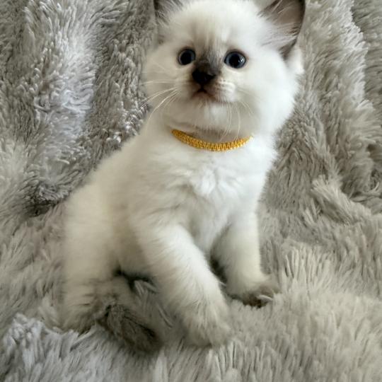 chaton Ragdoll chocolate point mitted Bahia Jaune Les Ragdolls de la Croisette