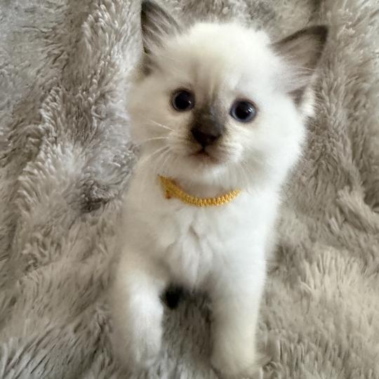 chaton Ragdoll chocolate point mitted Bahia Jaune Les Ragdolls de la Croisette