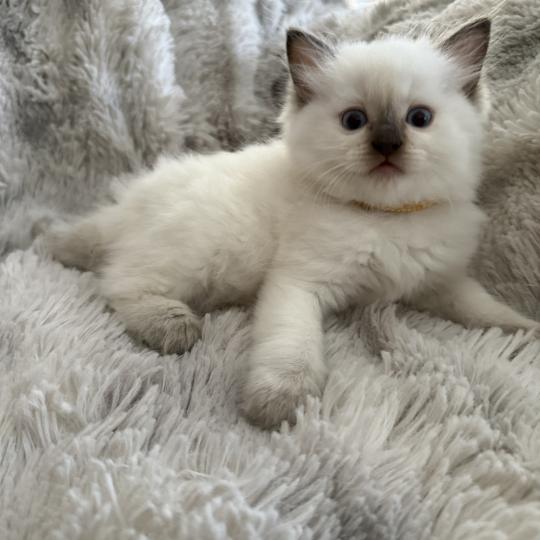 chaton Ragdoll chocolate point mitted Bahia Jaune Les Ragdolls de la Croisette