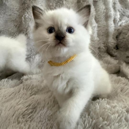 chaton Ragdoll chocolate point mitted Bahia Jaune Les Ragdolls de la Croisette