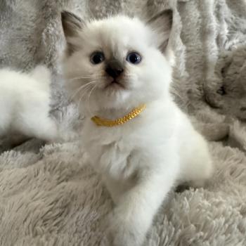 chaton Ragdoll chocolate point mitted Bahia Jaune Les Ragdolls de la Croisette