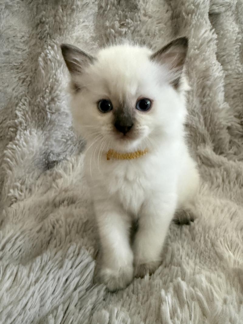 Bahia Jaune De La Croisette Femelle Ragdoll