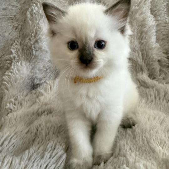 Bahia Jaune De La Croisette Femelle Ragdoll