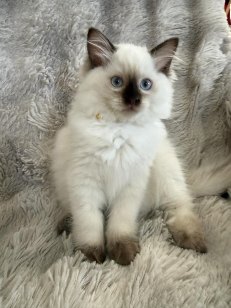 Bahia De La Croisette Femelle Ragdoll