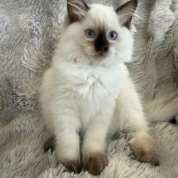 Bahia De La Croisette Femelle Ragdoll