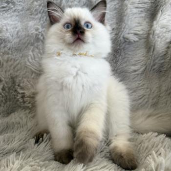 chaton Ragdoll chocolate point mitted Bahia Jaune Les Ragdolls de la Croisette