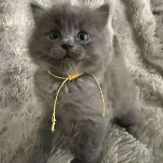 chaton Ragdoll blue jaune Les Ragdolls de la Croisette