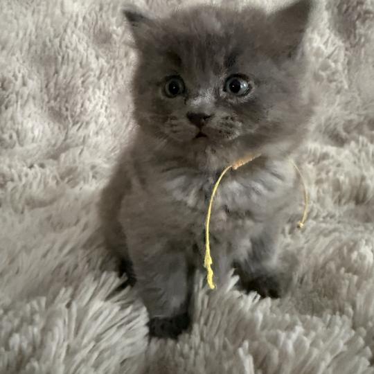 chaton Ragdoll blue jaune Les Ragdolls de la Croisette