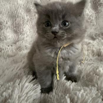 chaton Ragdoll blue jaune Les Ragdolls de la Croisette