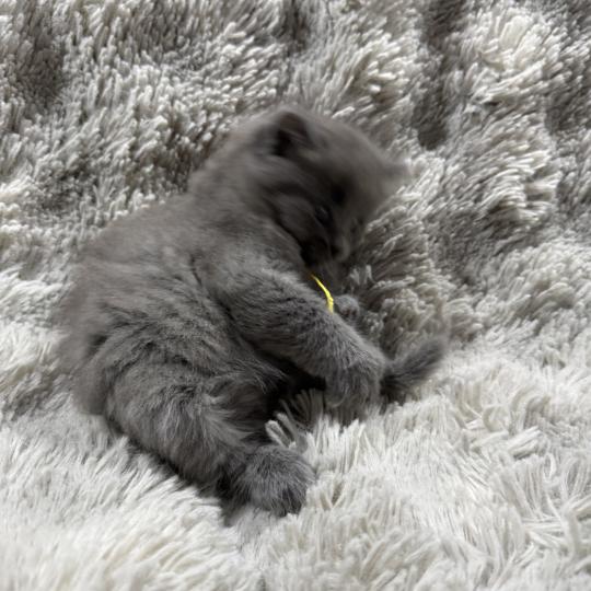 chaton Ragdoll blue jaune Les Ragdolls de la Croisette