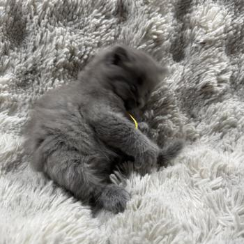 chaton Ragdoll blue jaune Les Ragdolls de la Croisette