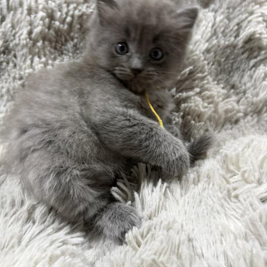 chaton Ragdoll blue jaune Les Ragdolls de la Croisette