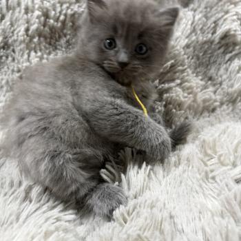 chaton Ragdoll blue jaune Les Ragdolls de la Croisette
